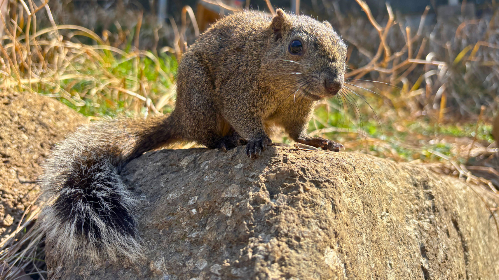 町田リス園（東京都）へ！小1息子とお出かけ | トイママ