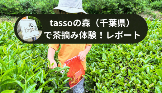 tassoの森（千葉県）で茶摘み体験！レポート