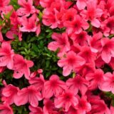 5月（皐月）に探したい草花