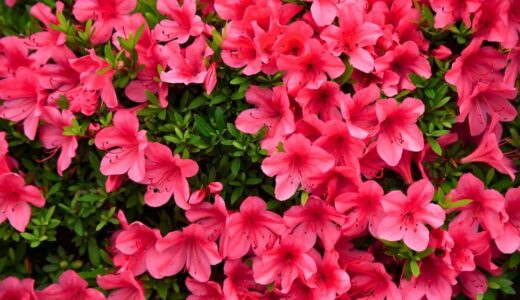 5月（皐月）に探したい草花