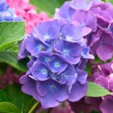 6月（水無月）に探したい草花