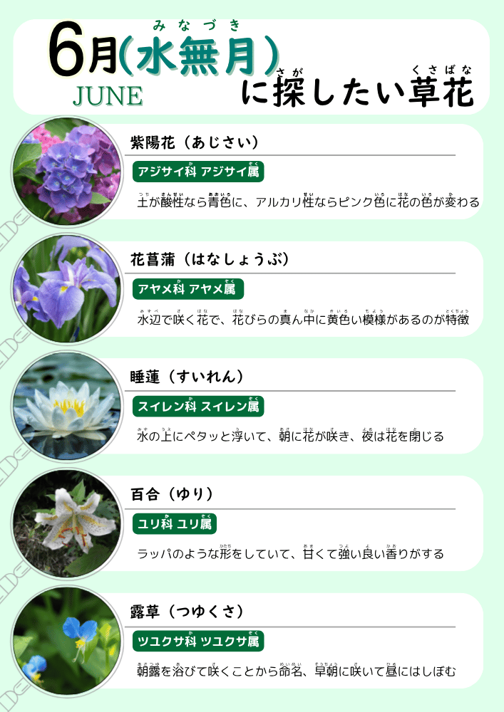 6月の草花