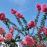 7月（文月）に探したい草花