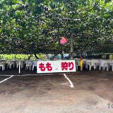 【山梨県】笛吹市にある「里見農園」で小学生と桃狩り・食べ放題をしてきた
